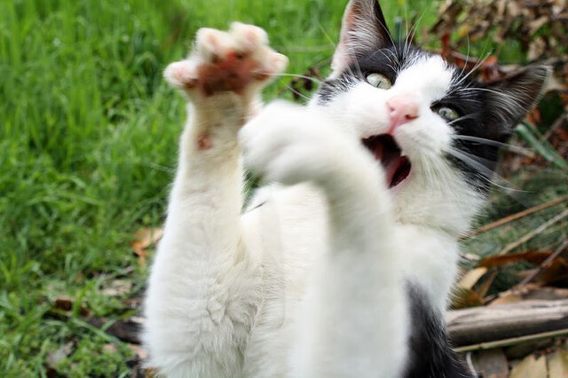 巴西骑手安娜·卡塔琳娜在巴黎奥运会障碍赛中获得铜牌，展现坚韧精神。