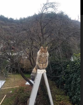 爱游戏全站app注册-“青训нов技术应用于日常训练，促进少年足球技术突破”，青训足球教学零基础